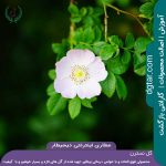 (rosa-canina)-گل-نسترن-صورتی-کم-رنگ-از-نزدیک