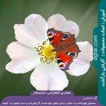 (rosa-canina)_-گل-نسترن-سفید-با-یک-پروانه-زیبا-روی-آن