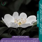 (rosa-canina)_گل-نسترن-سفید-از-نمای-افقی-و-نزدیک