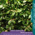 برگ--درخت-مورد(Myrtus)