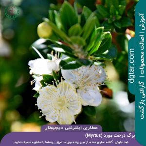 برگ-و-شکوفه-درخت-مورد(Myrtus)