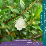 برگ و شکوفه درخت مورد(Myrtus)