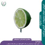 محصول عرق اترج تازه با نام انگلیسی [citrus_medica_distillates] در عطاری اینترنتی دیجیطار (dgtar.com)